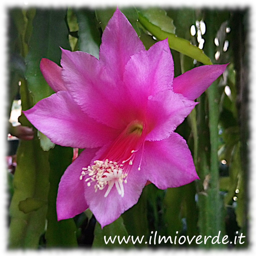 Fiore di un cactus epifita in primo piano, con petali vivaci e dettagli ben visibili.