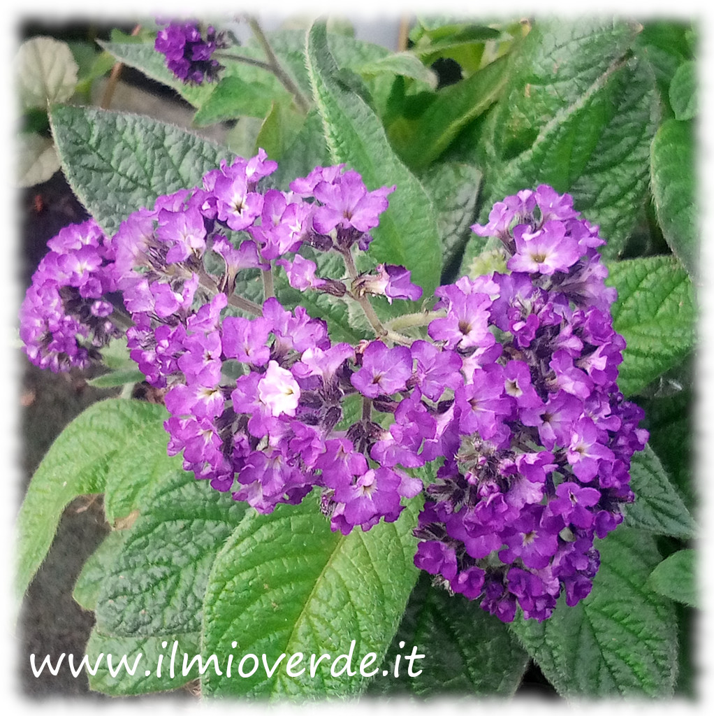 Infiorescenza compatta di Heliotropium con piccoli fiori viola intensi.