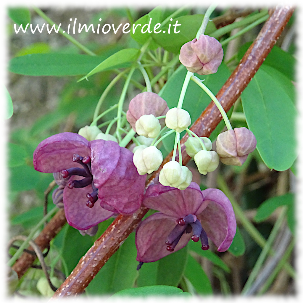 Fiori di Akebia quinata, con petali viola e bianco, caratteristici della fioritura primaverile di questa pianta rampicante.