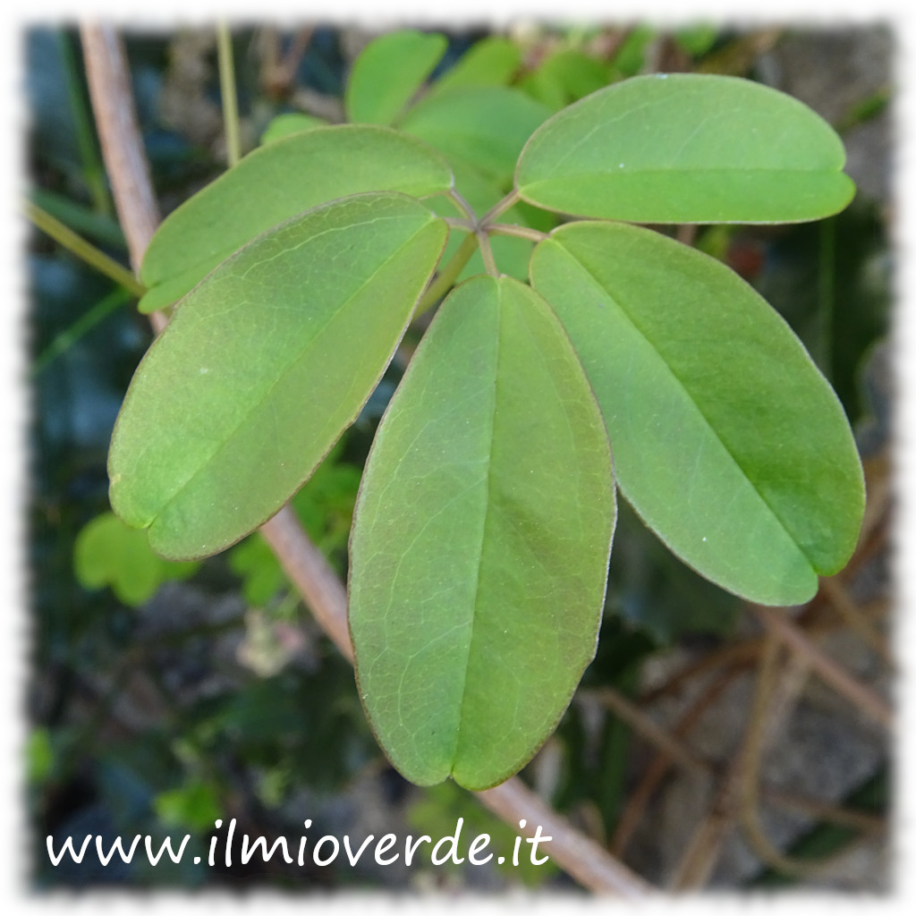 Foglia di Akebia quinata, composta da cinque segmenti, tipica della pianta rampicante.