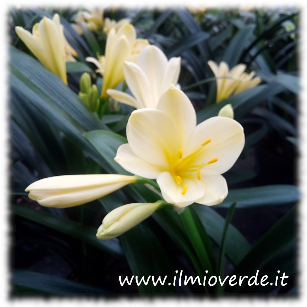 Fiori gialli di una pianta del genere Clivia in fiore.