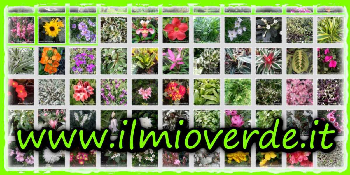 Collage di immagini botaniche del sito www.ilmioverde.it