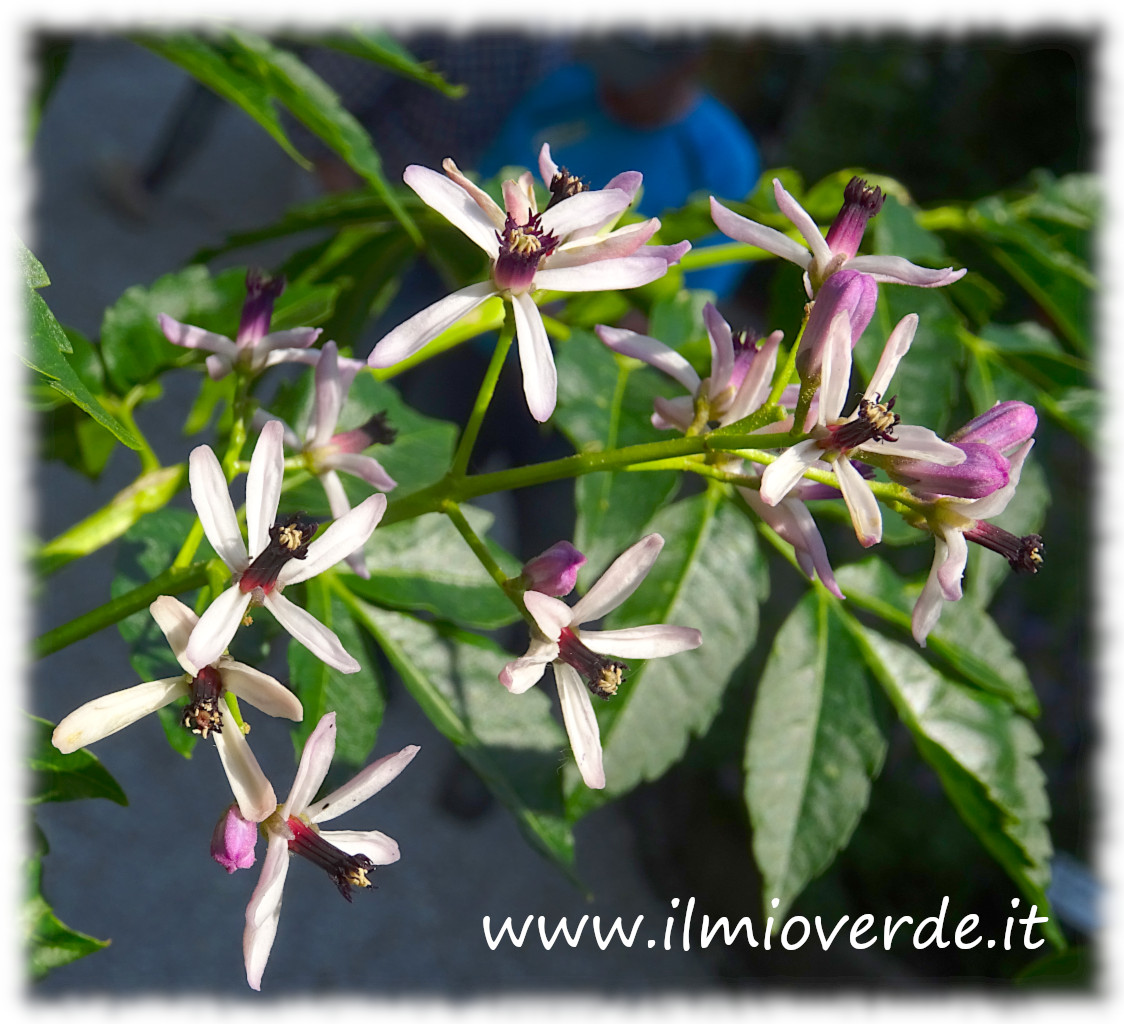 Infiorescenza di Melia azedarach in primo piano con fiori bianco-lilla e gola violacea.