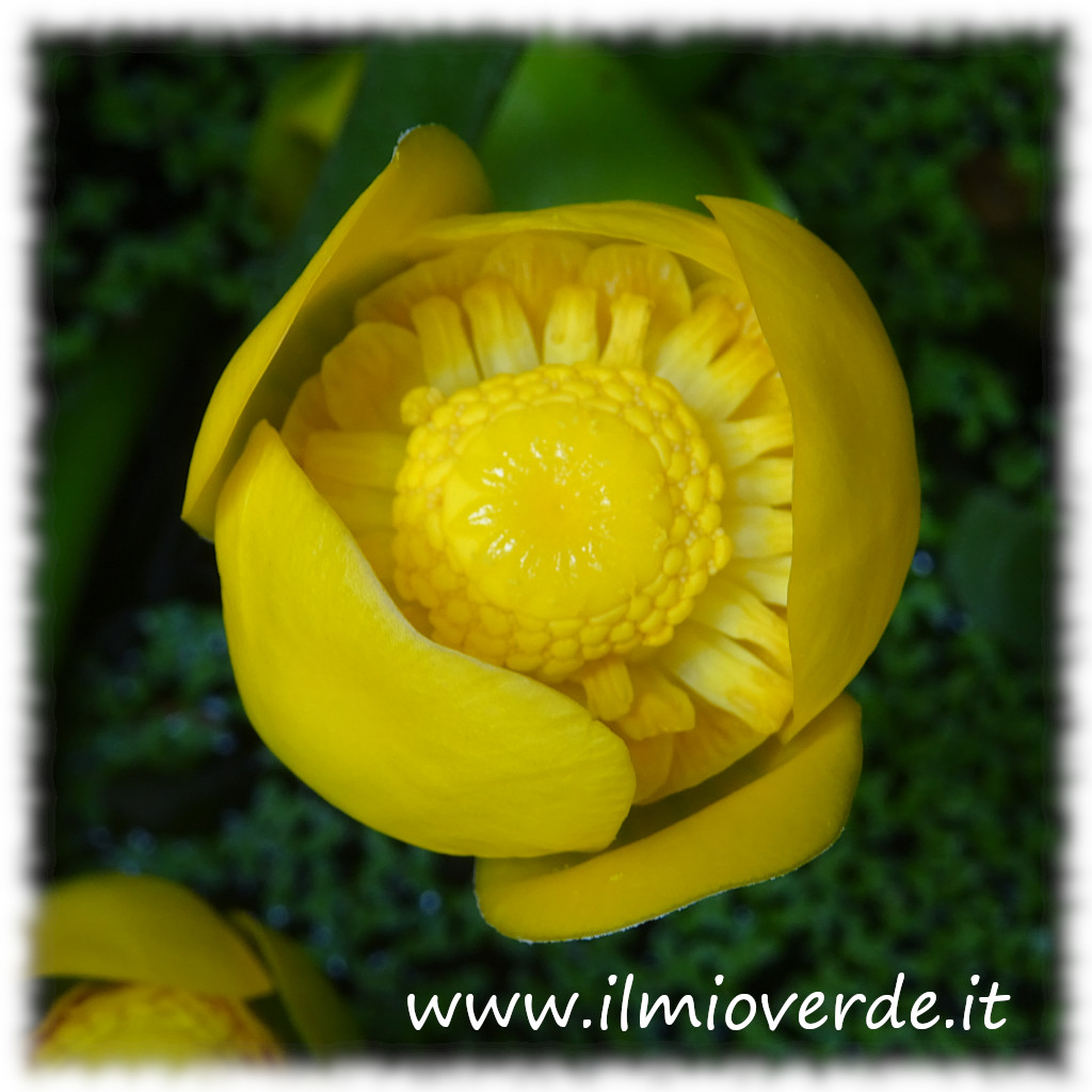 Fiore giallo brillante di Nuphar lutea in primo piano su superficie d’acqua stagnante.
