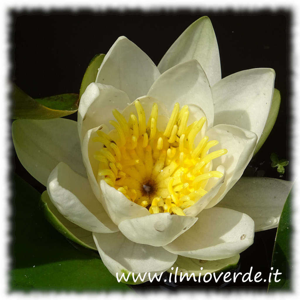 Fiore di Nymphaea alba subsp. minoriflora in primo piano, con petali candidi su sfondo acquatico naturale.