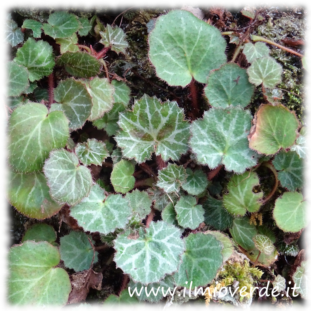 Foglie di Saxifraga stolonifera, caratterizzate da una forma cuoriforme e un margine dentato, con macchie argentate sulla superficie superiore.
