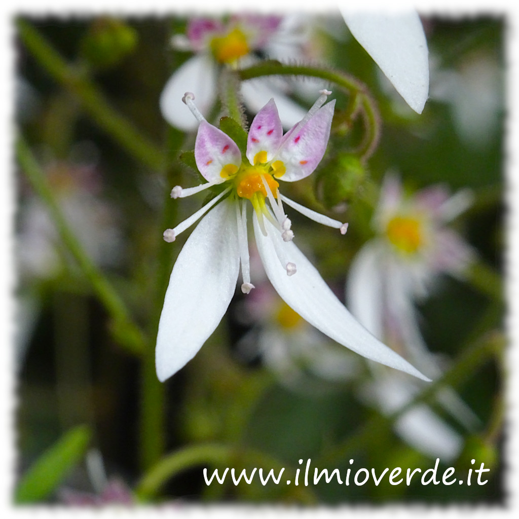 Fiore di Saxifraga stolonifera con petali bianchi, in primo piano, evidenziato dalla struttura decorativa della pianta.