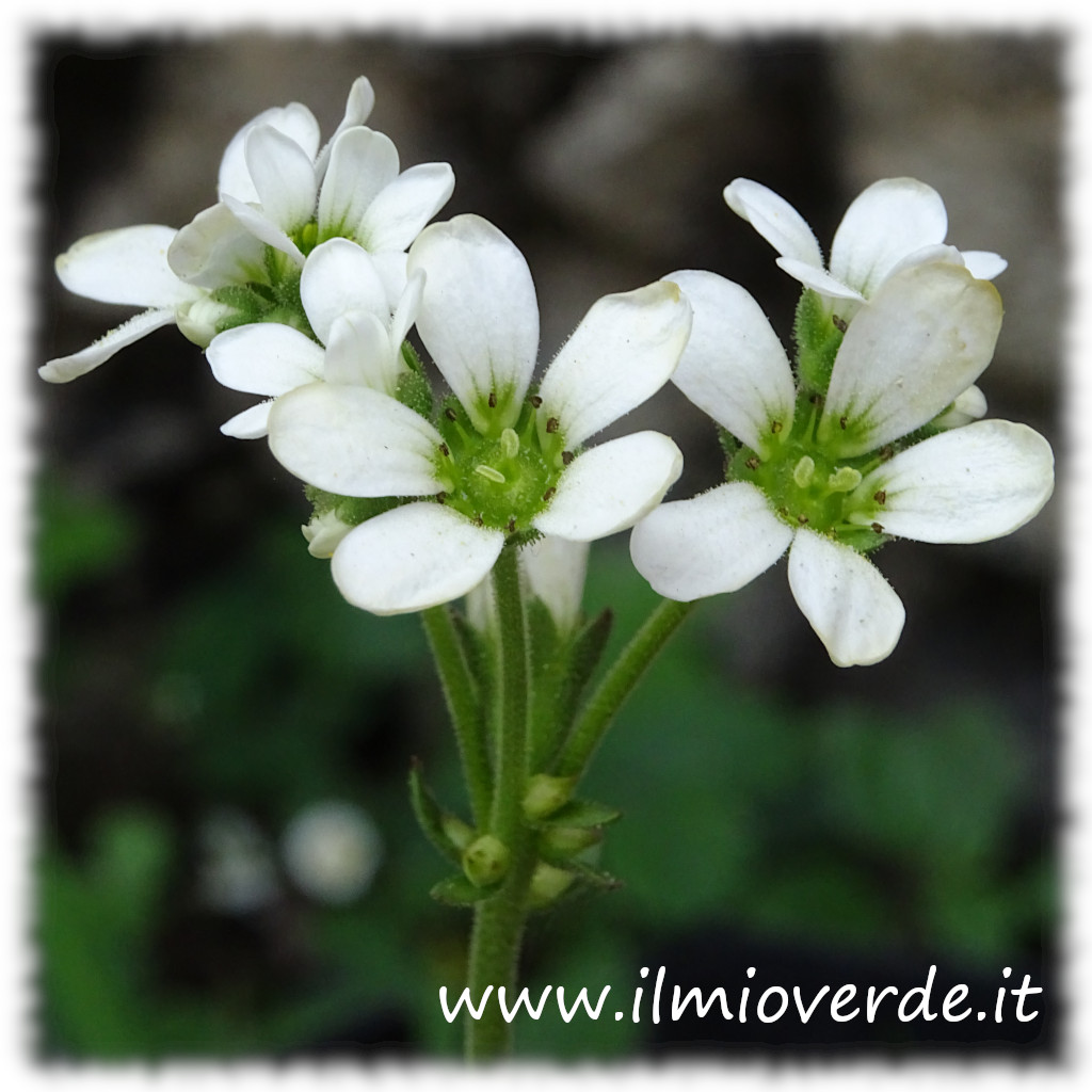 Infiorescenza di Saxifraga bulbifera con fiori bianchi in primo piano.