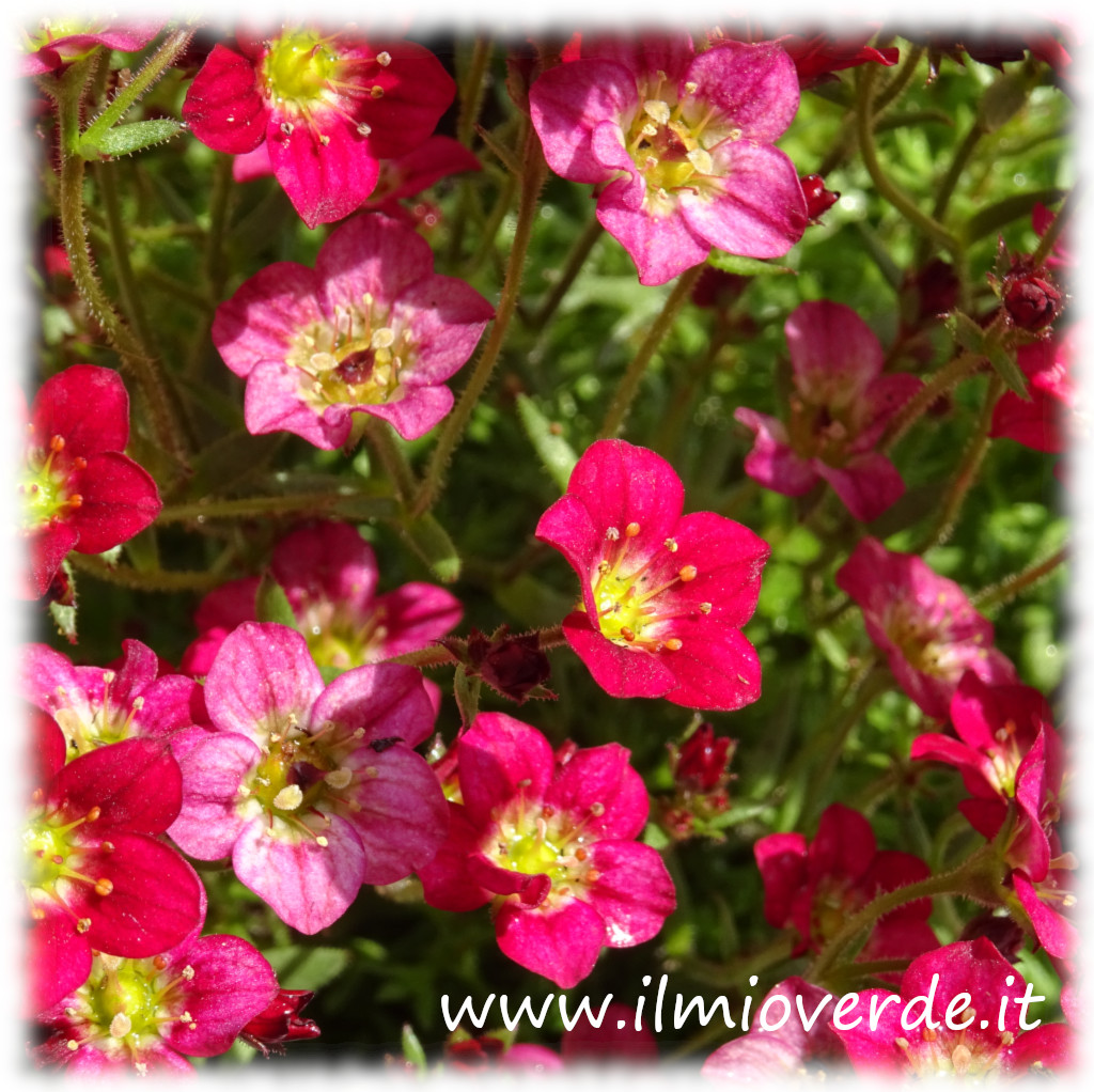 Infiorescenza rossa brillante di Saxifraga × arendsii in primo piano, con dettagli nitidi dei petali e dello stelo.