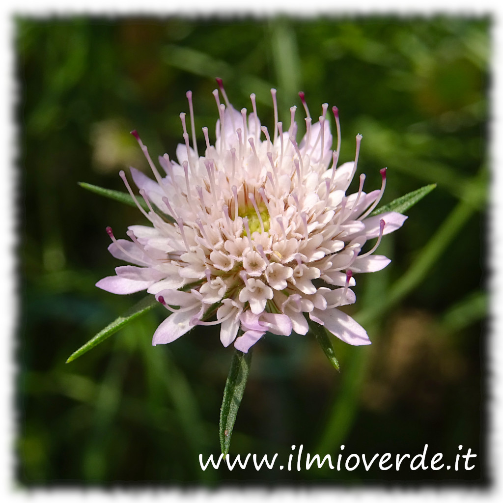 Fiore chiaro di Scabiosa triandra con delicata sfumatura azzurro-violacea, in primo piano.