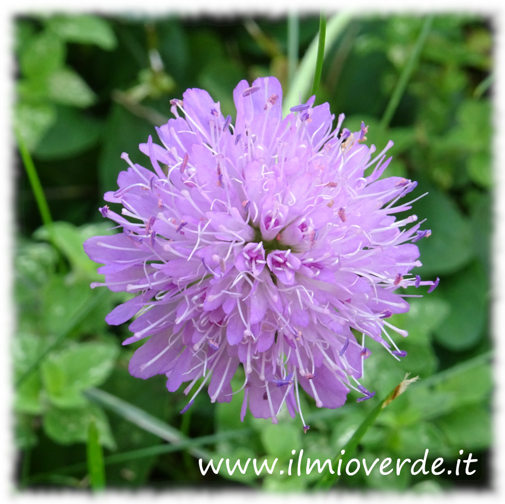 Fiore violaceo di Scabiosa in primo piano, con petali lobati e stami centrali visibili.