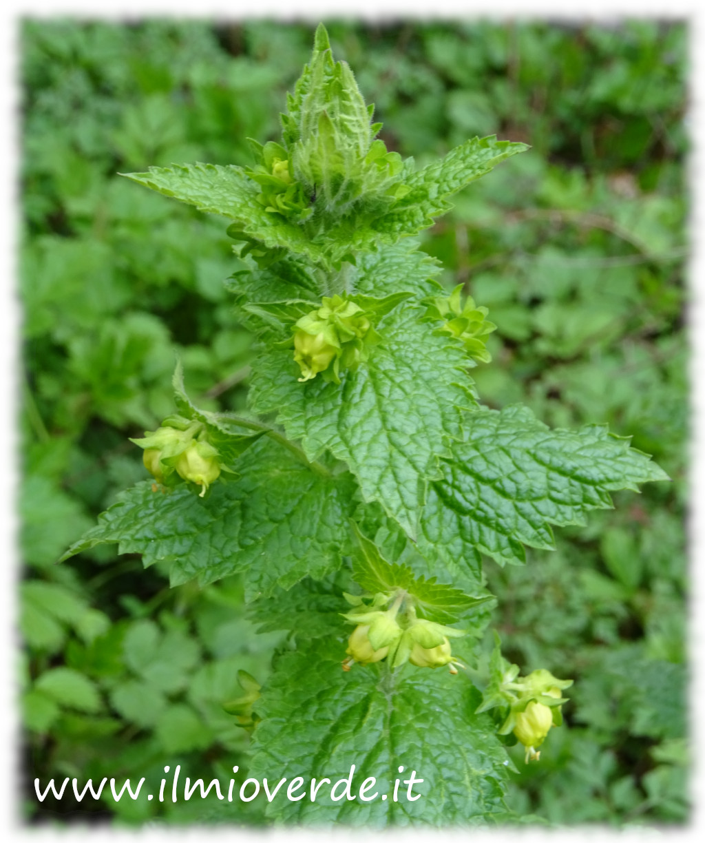 Inflorescences of Scrophularia vernalis, yellow-green tubular flowers arranged in terminal racemes.
