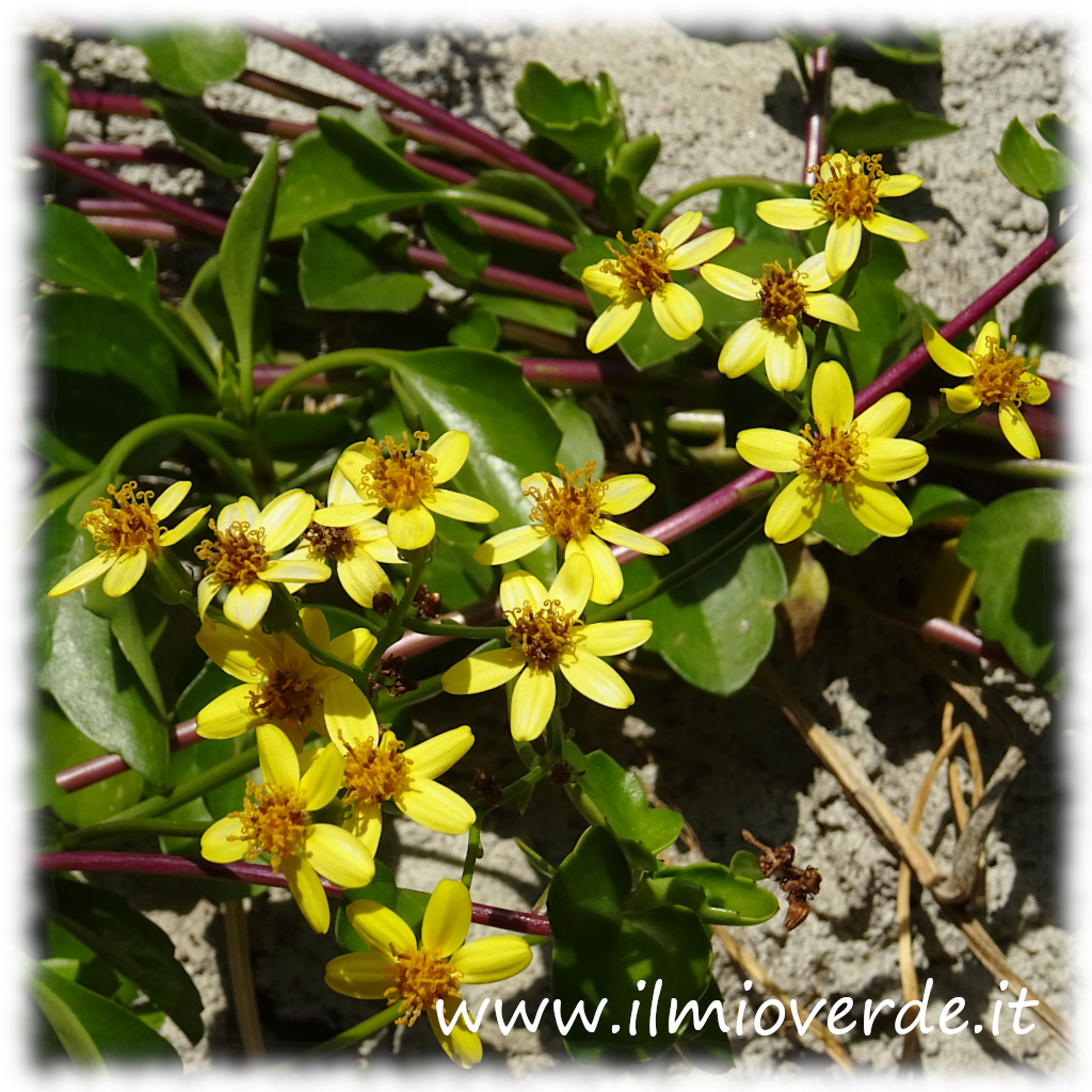 Fiori di Senecio angulatus, con corimbi di piccoli fiori gialli.